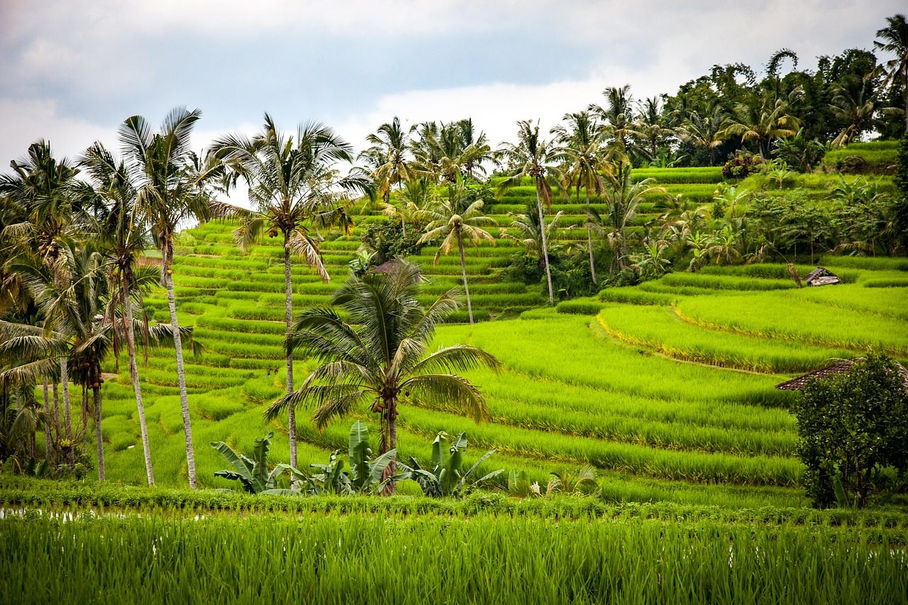Circuit à Bali avec chauffeur privé : comment ça marche