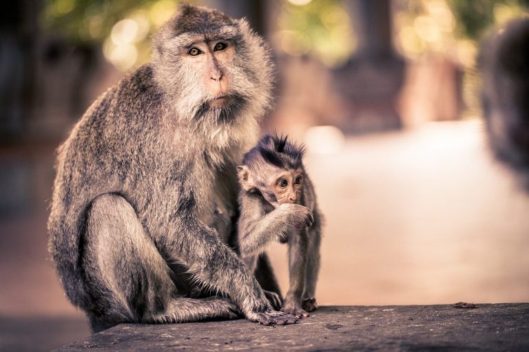Bali en famille : itinéraire et précautions avec des enfants
