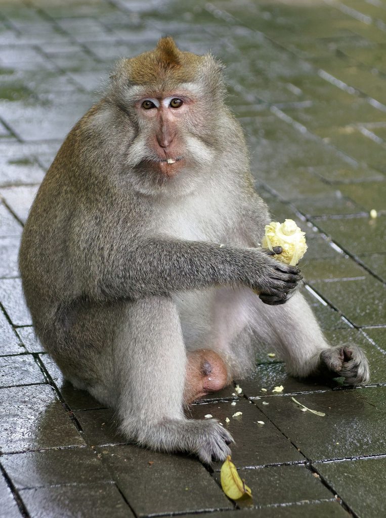 Macaque de la forêt des singes d’Ubud