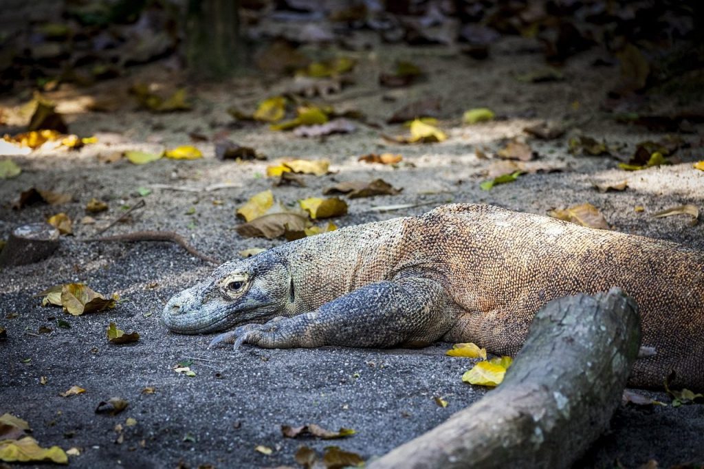 Parc national de Komodo : dragons, Padar et Labuan Bajo