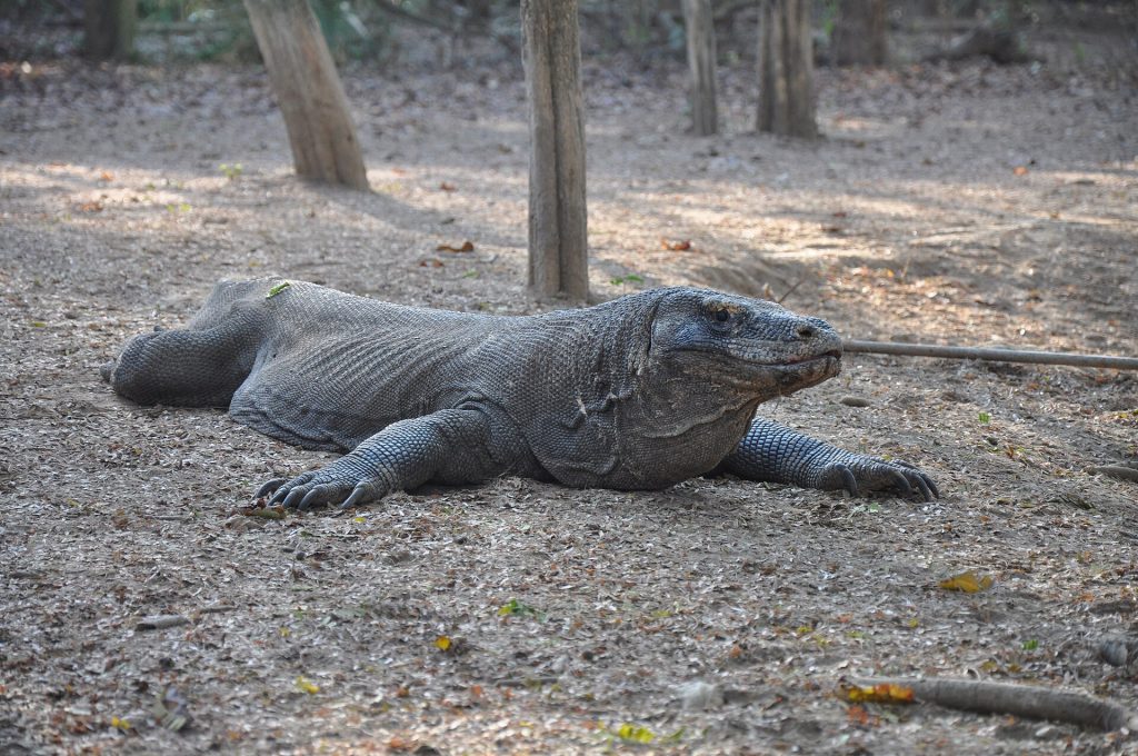 Dragon de Komodo au sol dans le parc national de Komodo.
