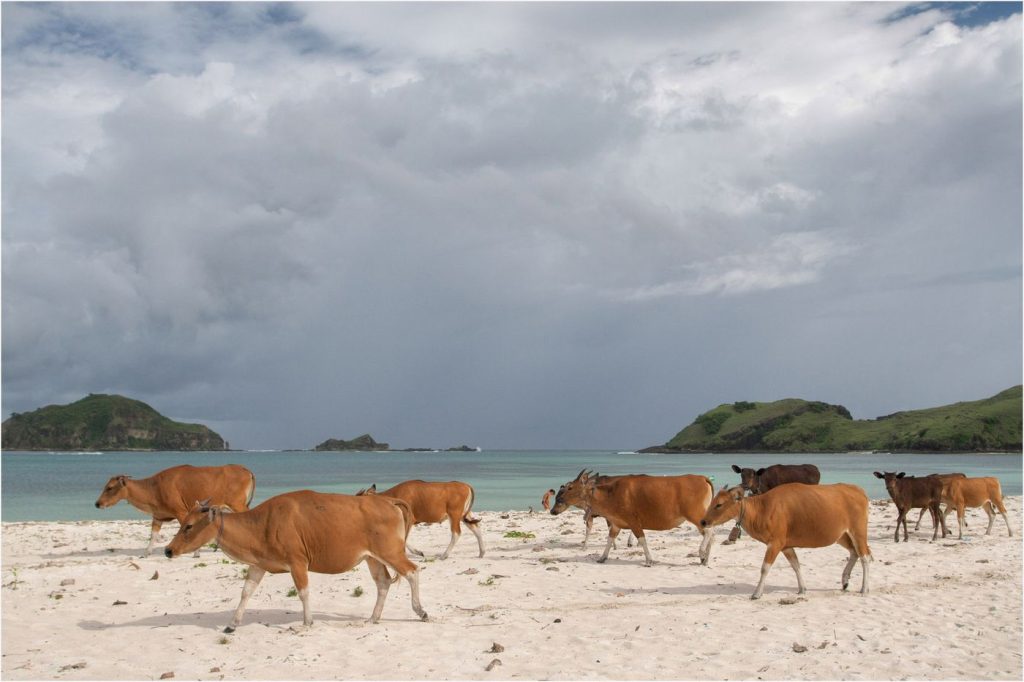 La plage de Tanjung Aan, au sud de Lombok