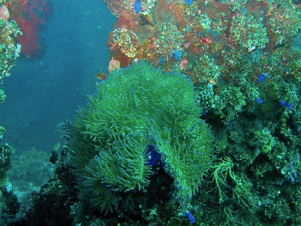 Plongée à Bali : Tulamben, Amed, Nusa Penida et les mantas