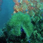 Plongée à Bali : Tulamben, Amed, Nusa Penida et les mantas