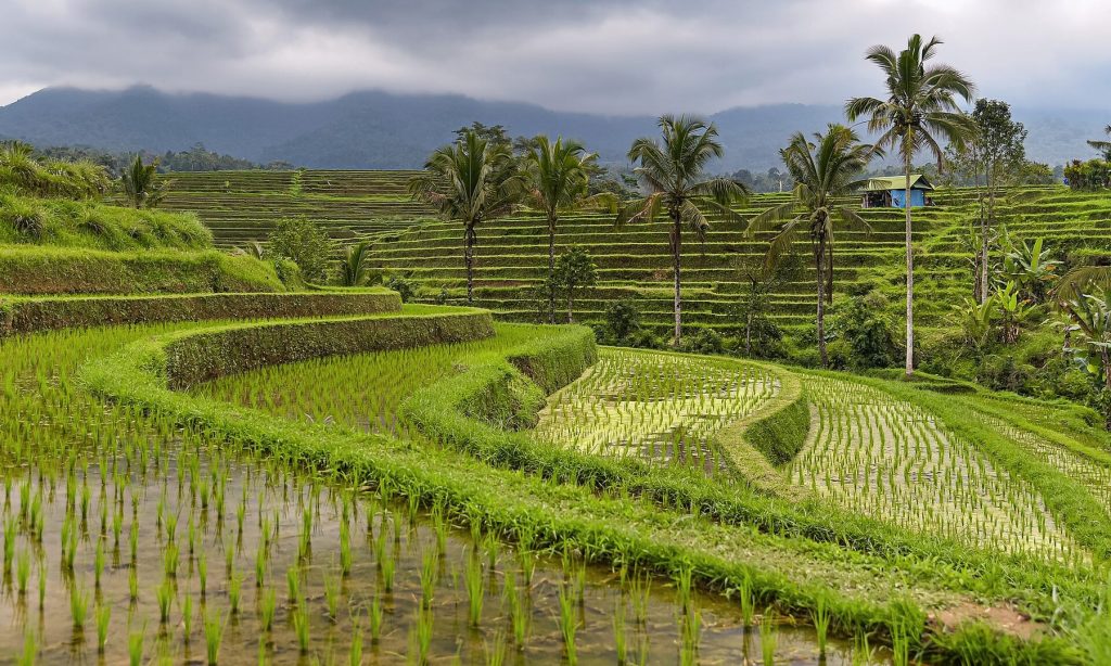 Quand partir à Bali : saisons, météo et fêtes à connaître