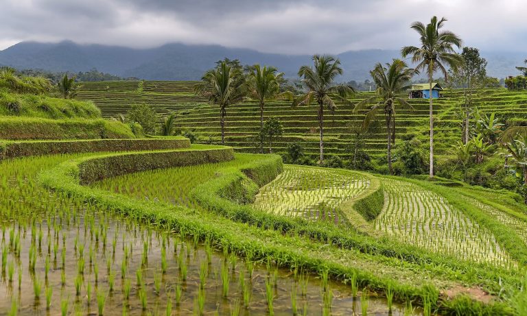 Quand partir à Bali : saisons, météo et fêtes à connaître