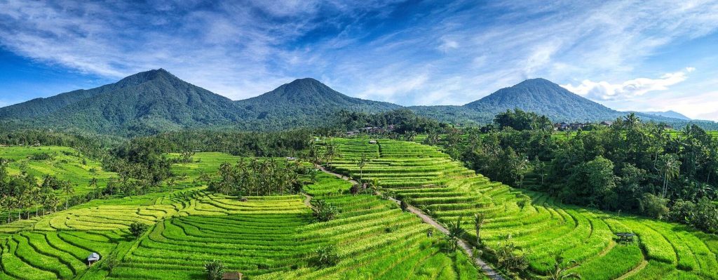Les terrasses de Jatiluwih au pied des volcans