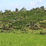 Rizières de Bali : Jatiluwih, Tegallalang et le système subak
