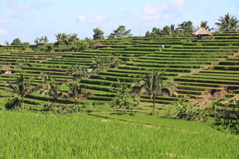 Rizières de Bali : Jatiluwih, Tegallalang et le système subak