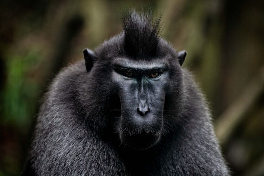 Macaque noir de Célèbes, espèce endémique de Sulawesi