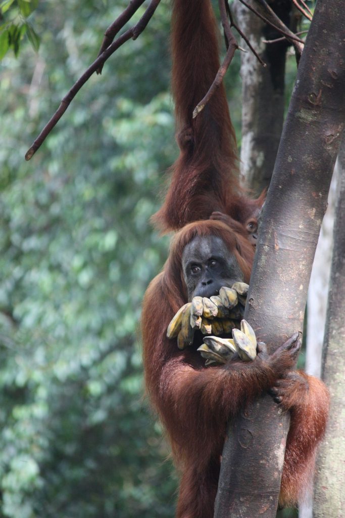 Orang-outan de Sumatra à Bukit Lawang