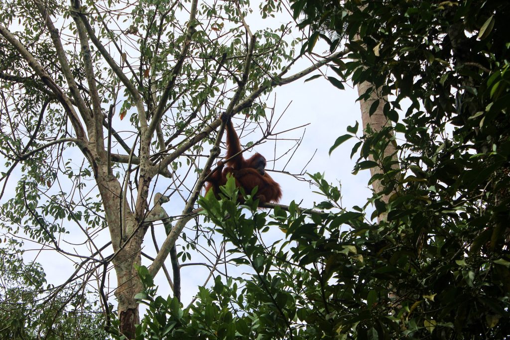 Orang-outan de Sumatra dans la canopée de la forêt de Bukit Lawang