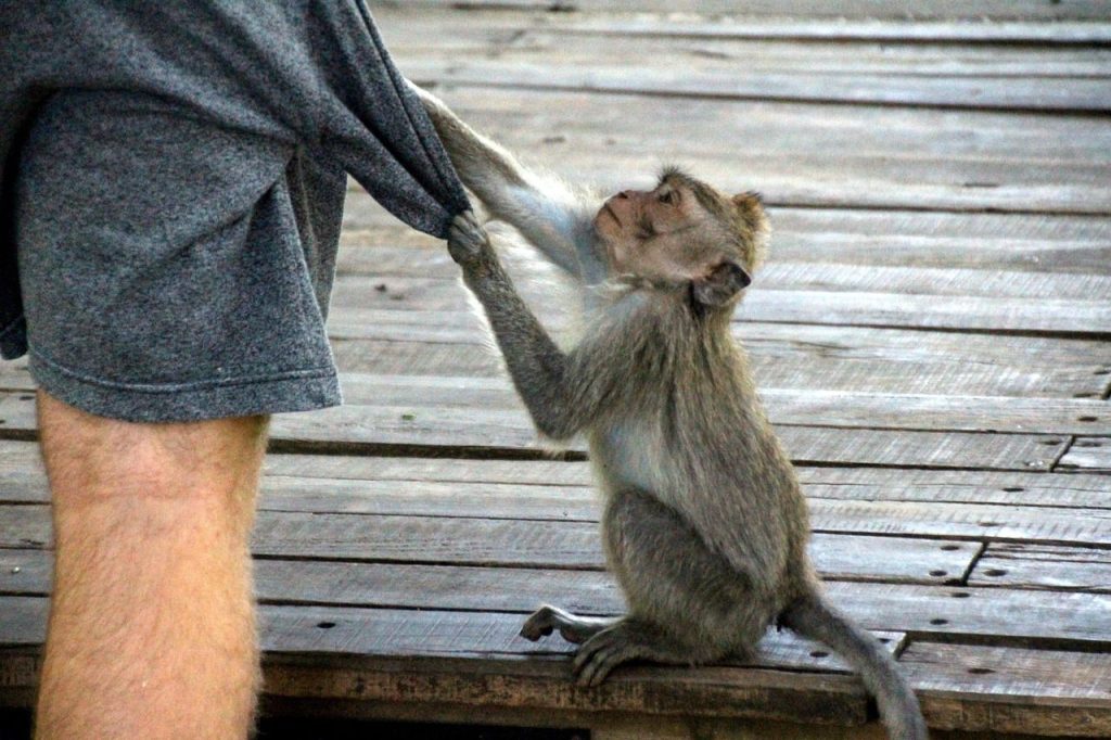 Les macaques de la forêt sacrée des singes, à Ubud